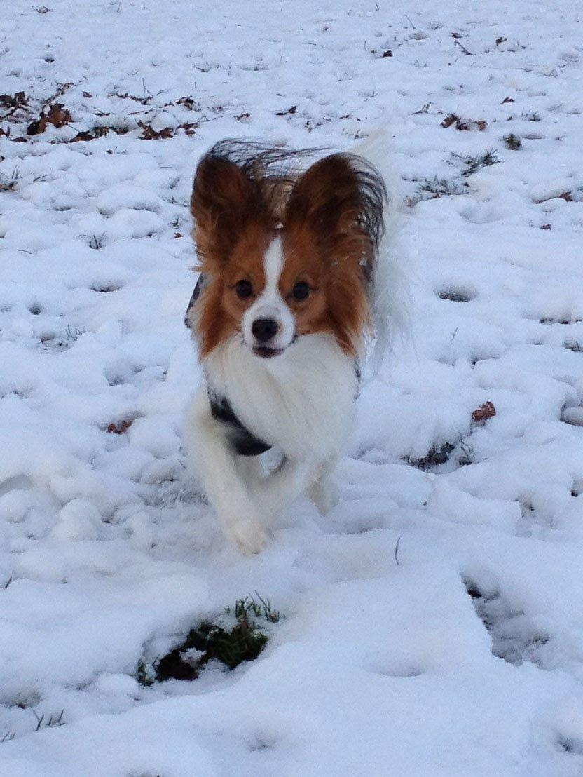 Papillon Payo billede 7