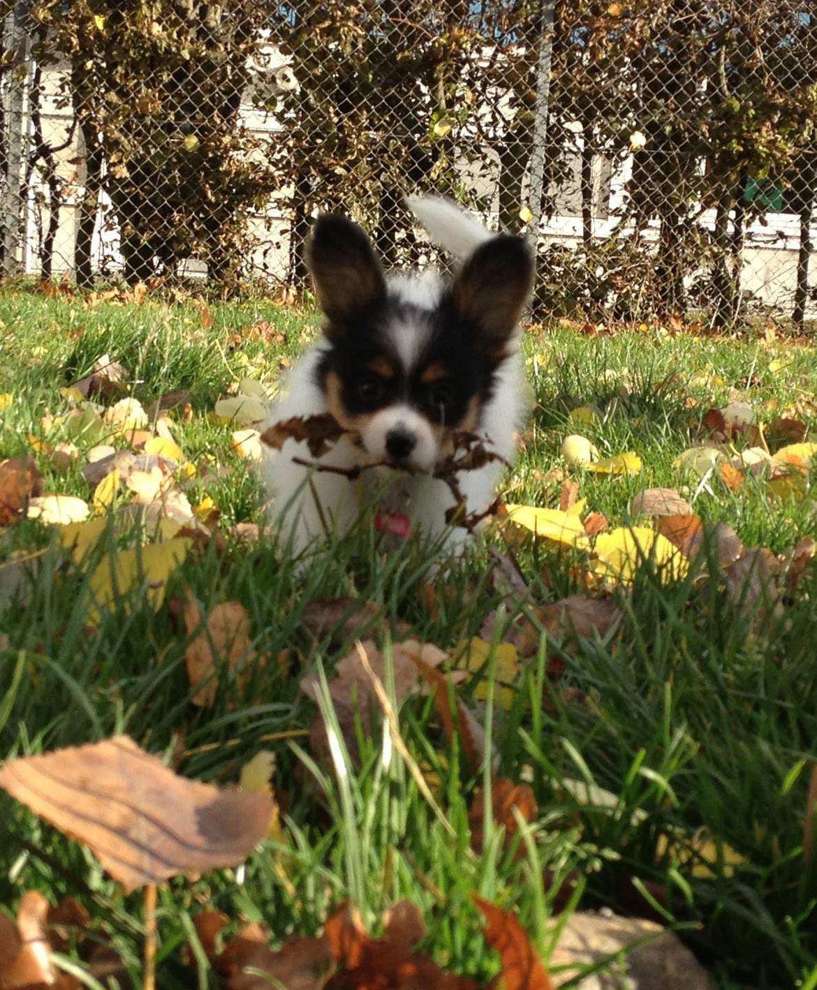 Papillon Noa billede 1