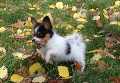 Papillon Noa billede 2