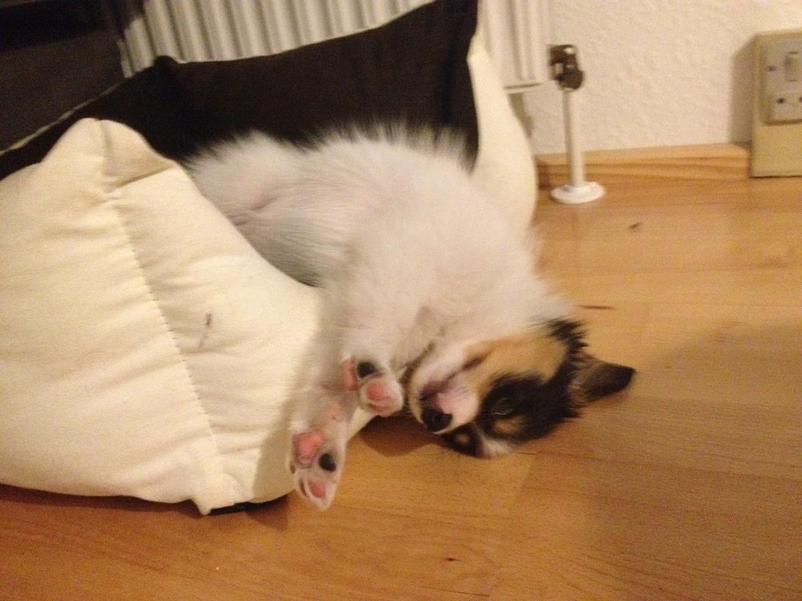 Papillon Noa billede 4