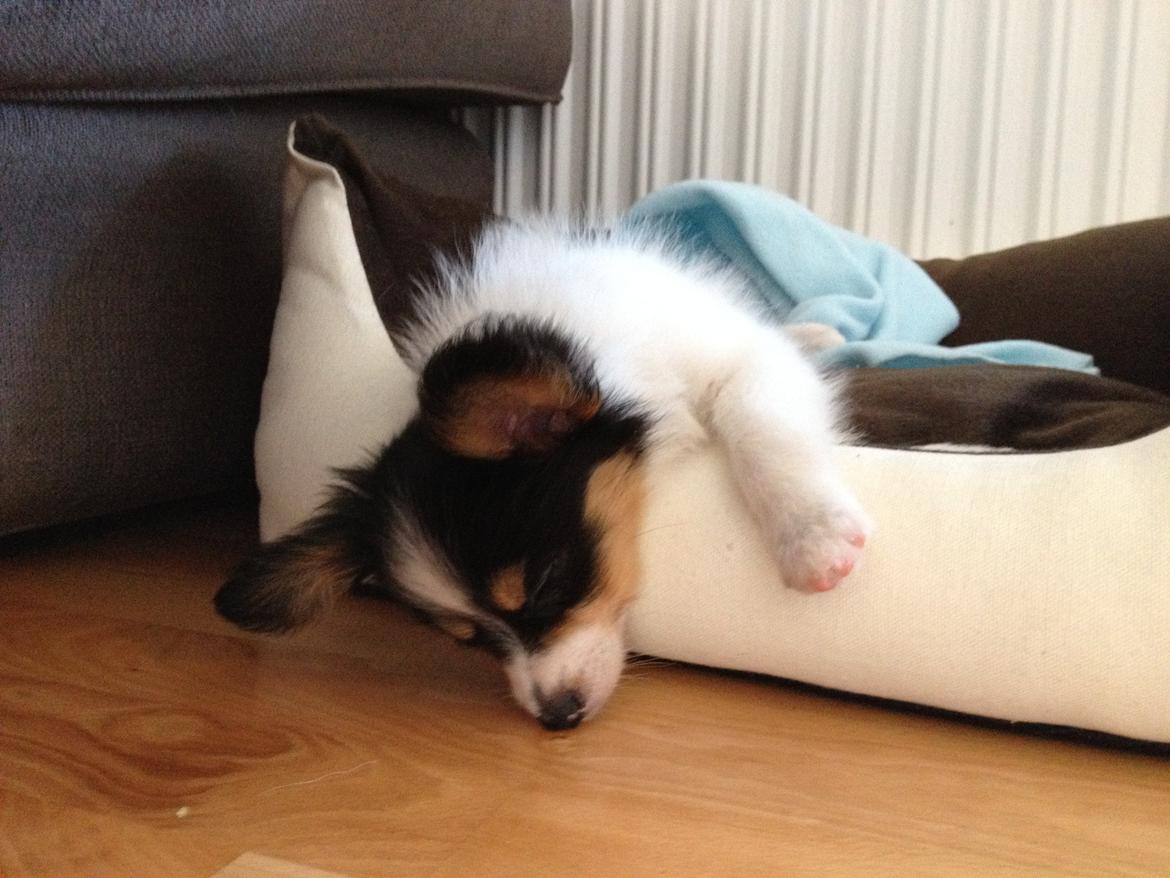 Papillon Noa billede 3