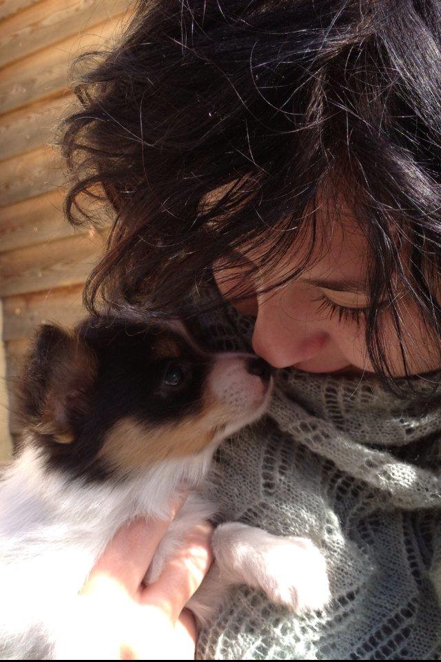 Papillon Noa billede 5