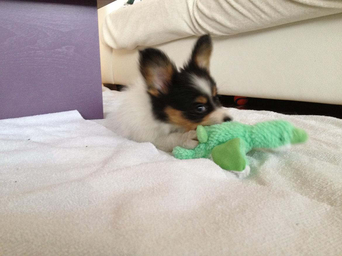 Papillon Noa billede 6