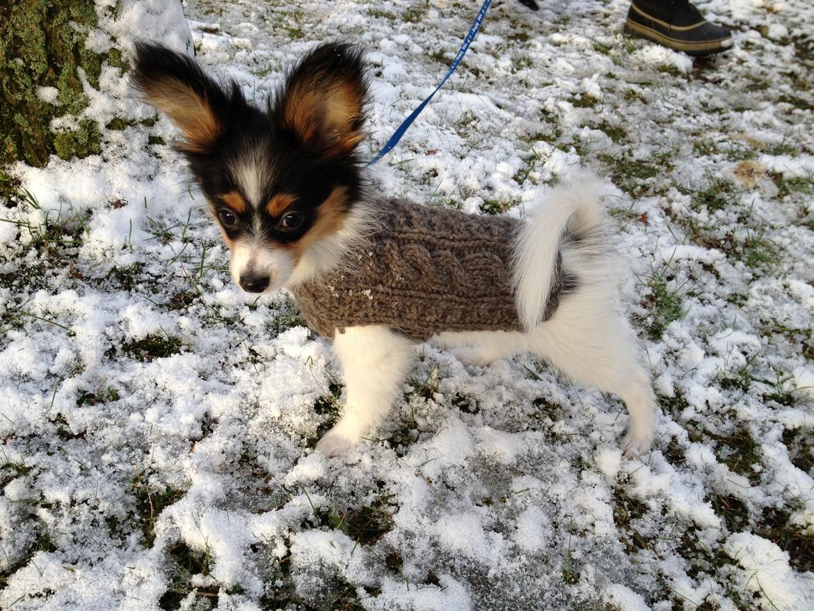 Papillon Noa billede 7