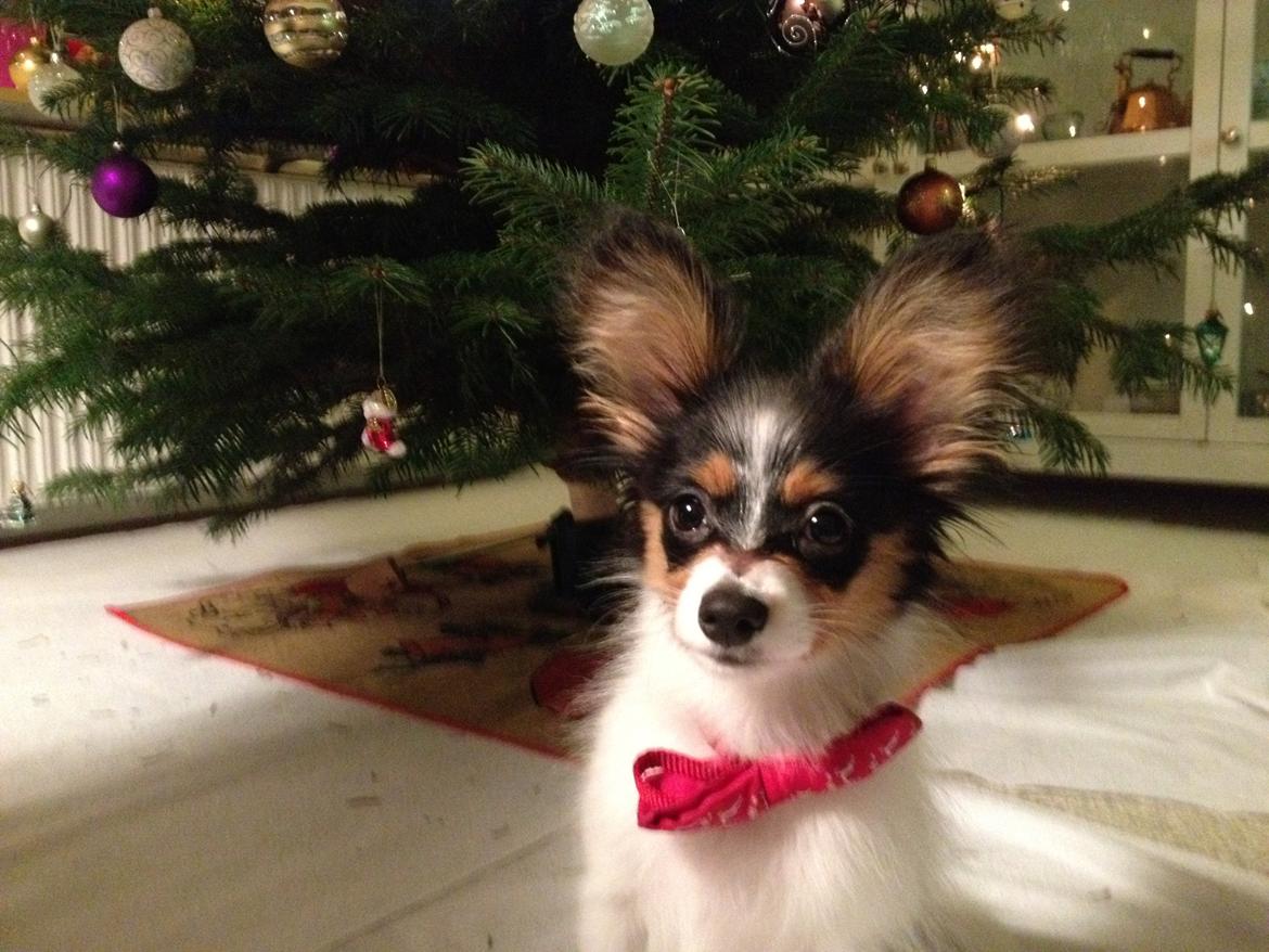 Papillon Noa billede 8