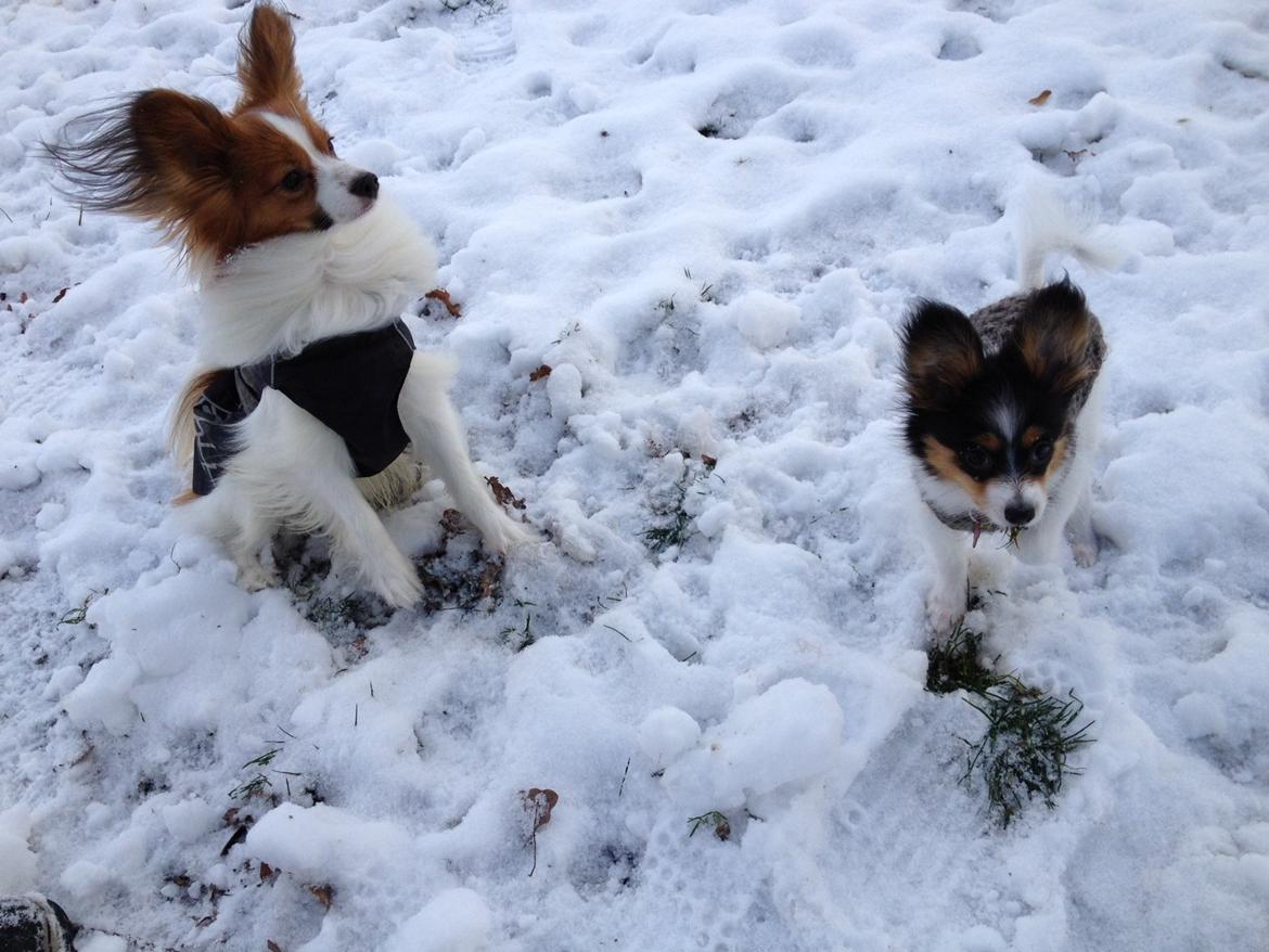 Papillon Noa billede 9