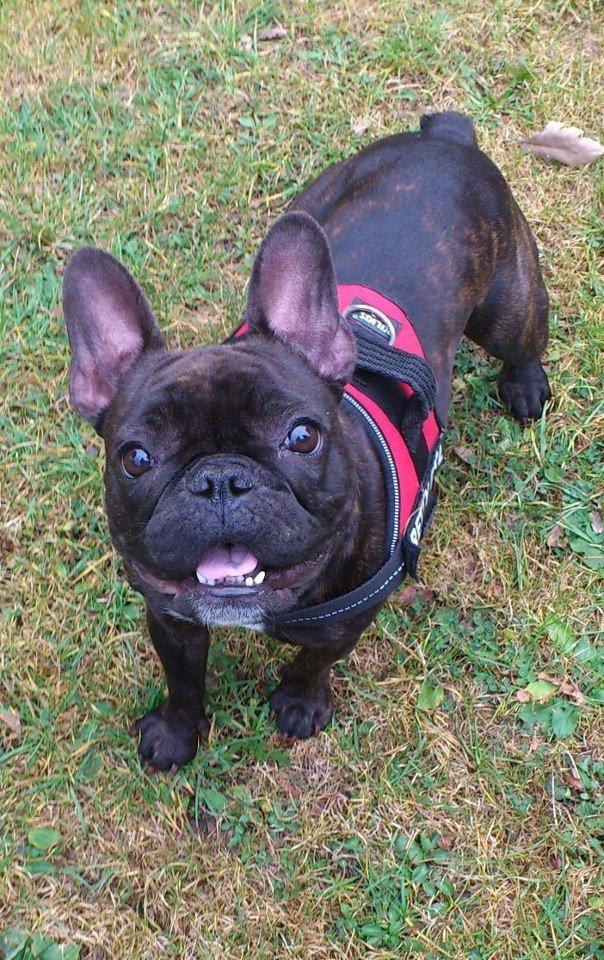Fransk bulldog Miss Chili billede 1