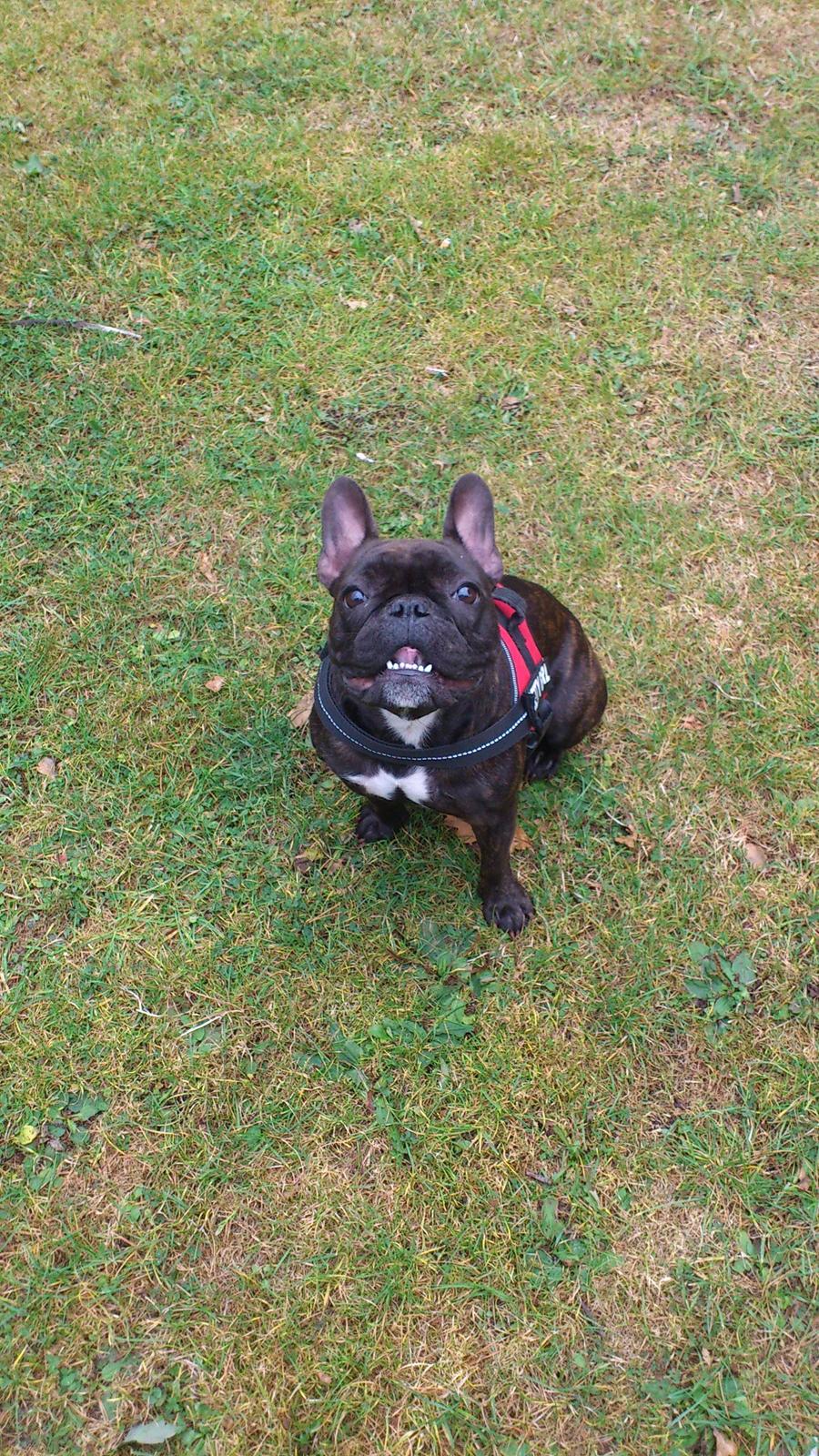 Fransk bulldog Miss Chili billede 2