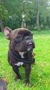 Fransk bulldog Miss Chili billede 3