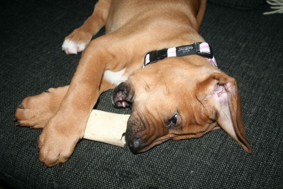 Broholmer Vega - Marvben - den foretrukne spise billede 2