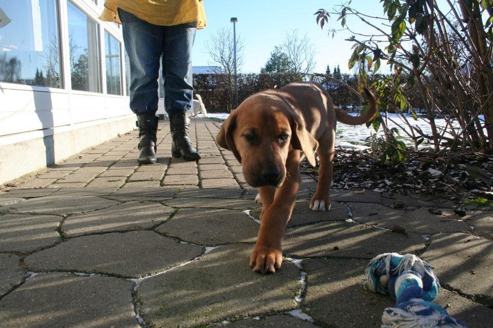 Broholmer Vega - Haven undersøges billede 3
