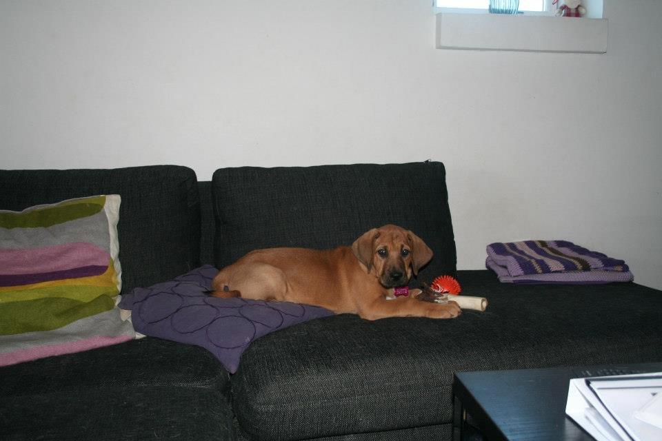 Broholmer Vega - Sofehygge billede 4