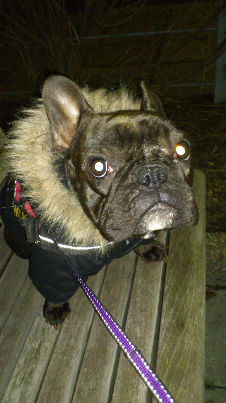 Fransk bulldog Miss Chili billede 4