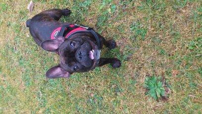 Fransk bulldog Miss Chili billede 5