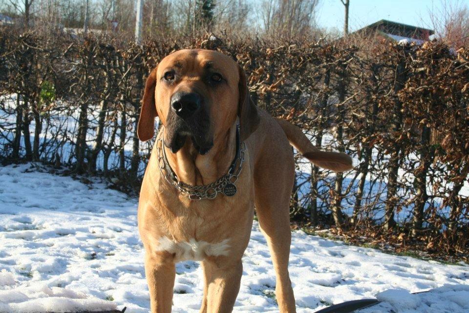 Broholmer Humle billede 6