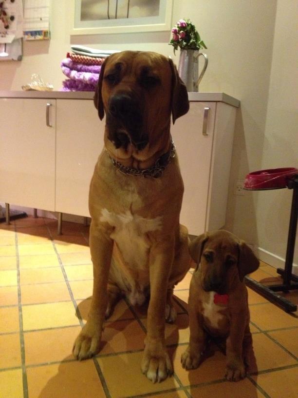 Broholmer Humle billede 7