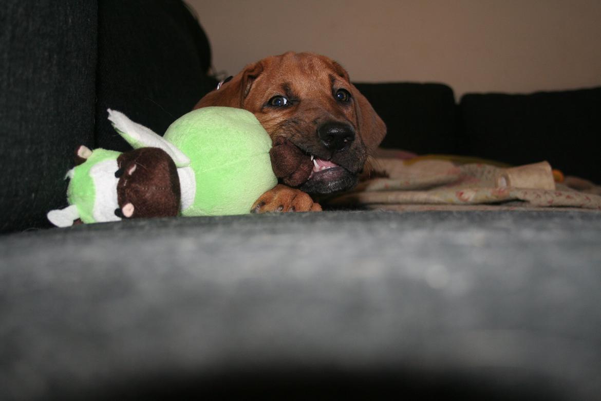 Broholmer Vega - Charmetrold billede 5