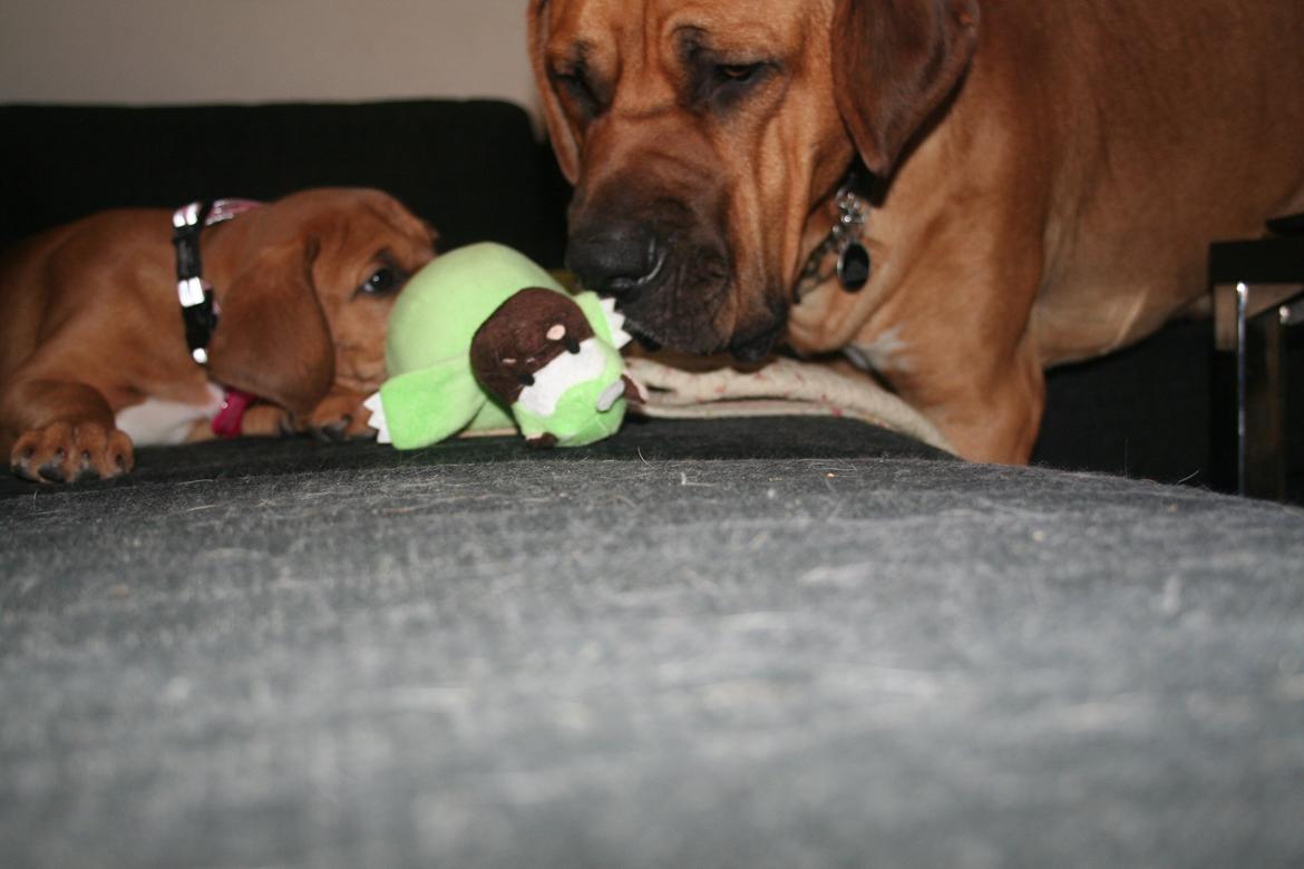 Broholmer Vega - Hmm - tænker Humle, skal hun bo her? billede 6