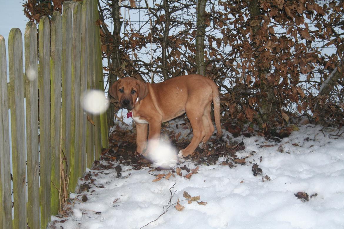 Broholmer Vega - Så er linjen lagt.. billede 7