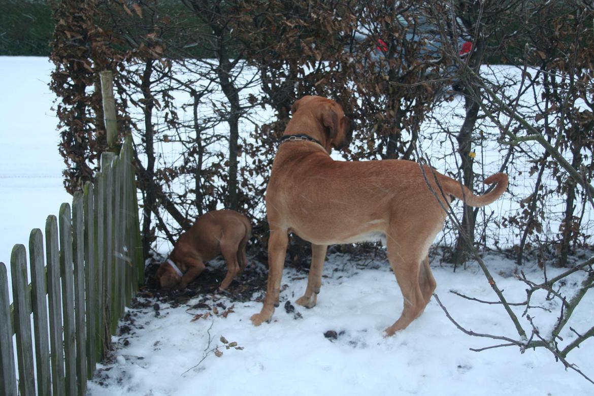 Broholmer Vega - Humle er klar til at hjælpe lillesøster billede 8