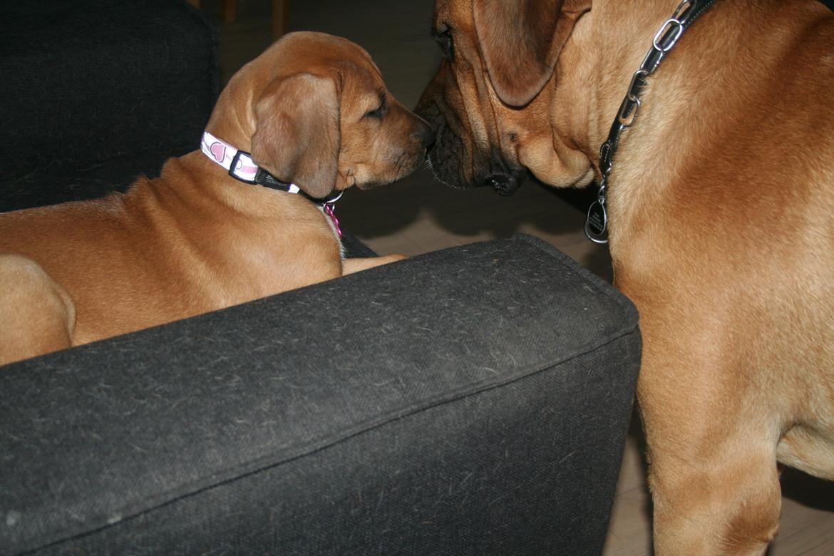 Broholmer Vega - Snudekys... billede 9