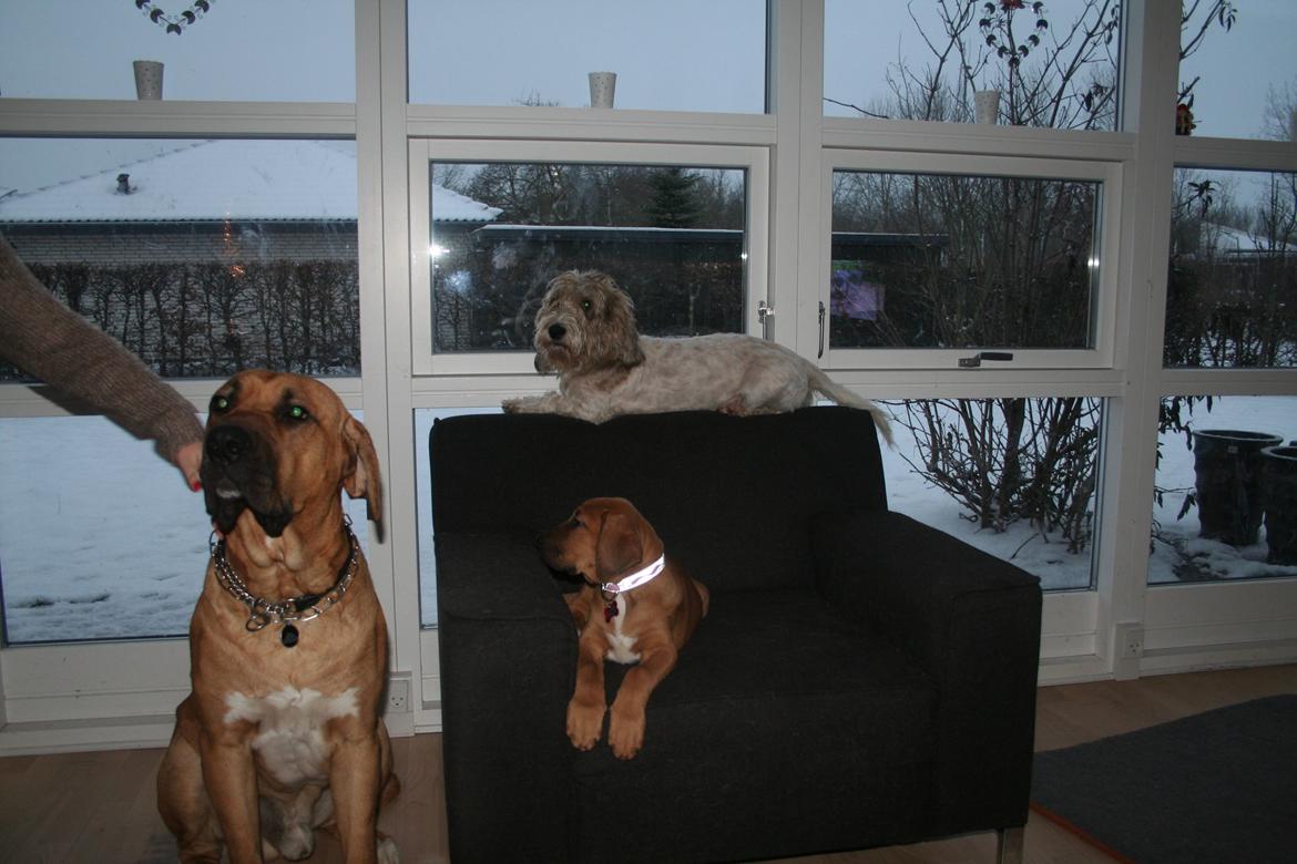 Broholmer Vega - Næsten hele flokken - kun Luffe mangler billede 10