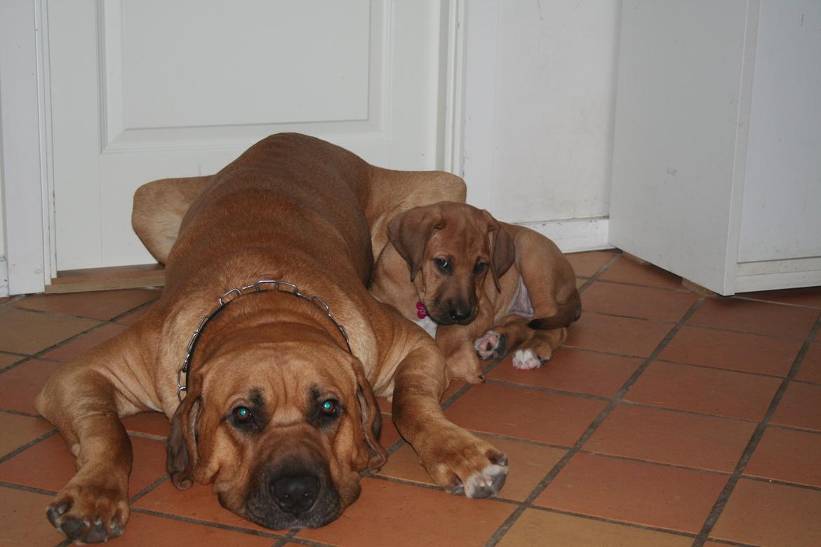 Broholmer Vega - Kærlighed billede 11