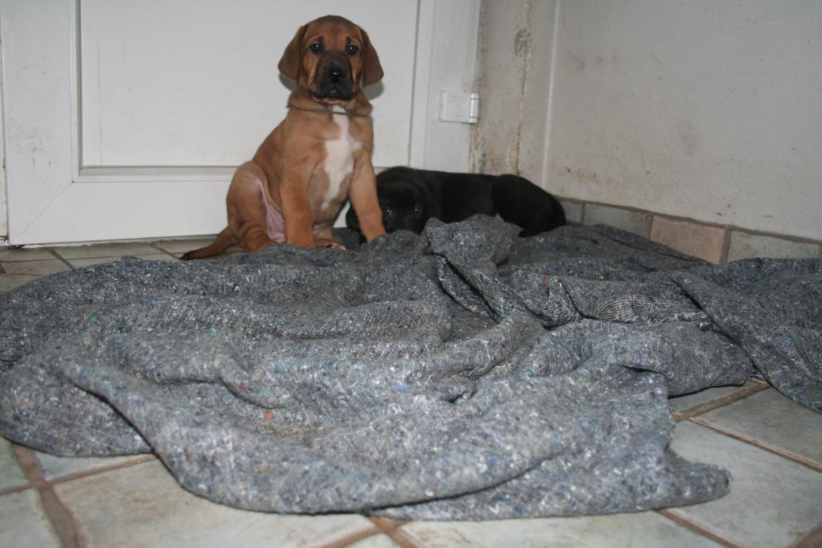 Broholmer Vega - Vega knapt 8 uger billede 1