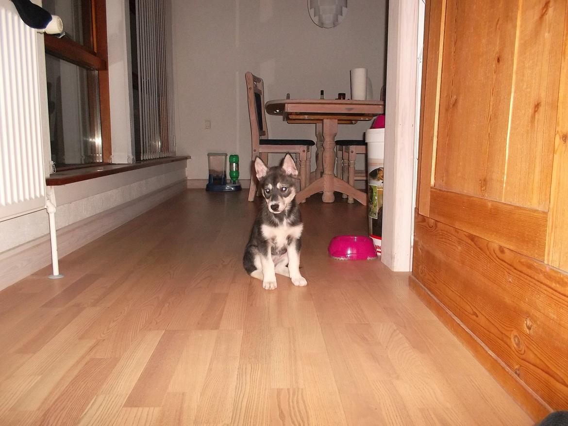 Siberian husky Malou billede 1