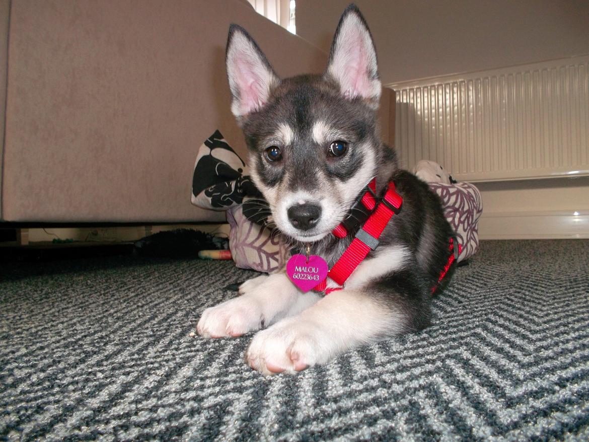 Siberian husky Malou billede 2
