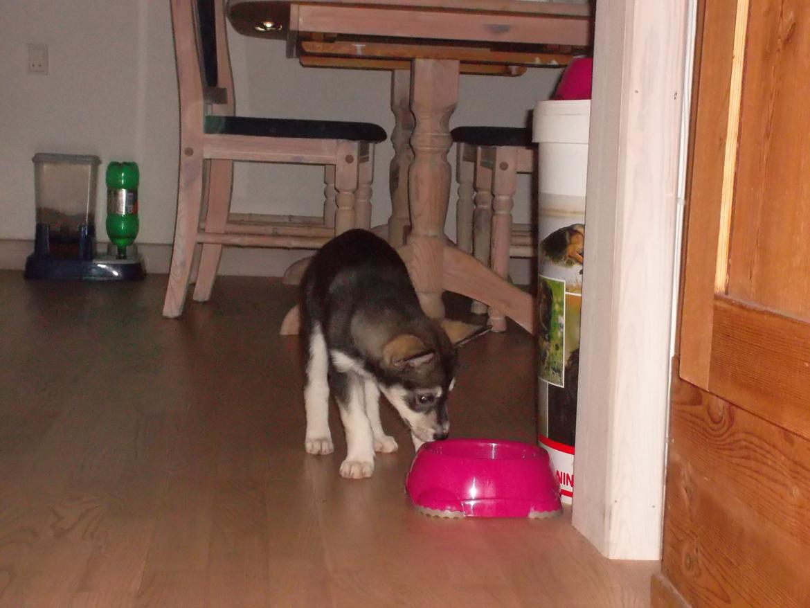 Siberian husky Malou billede 3