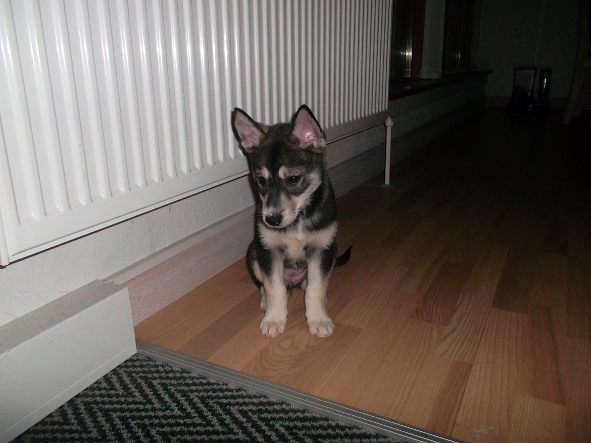 Siberian husky Malou billede 4