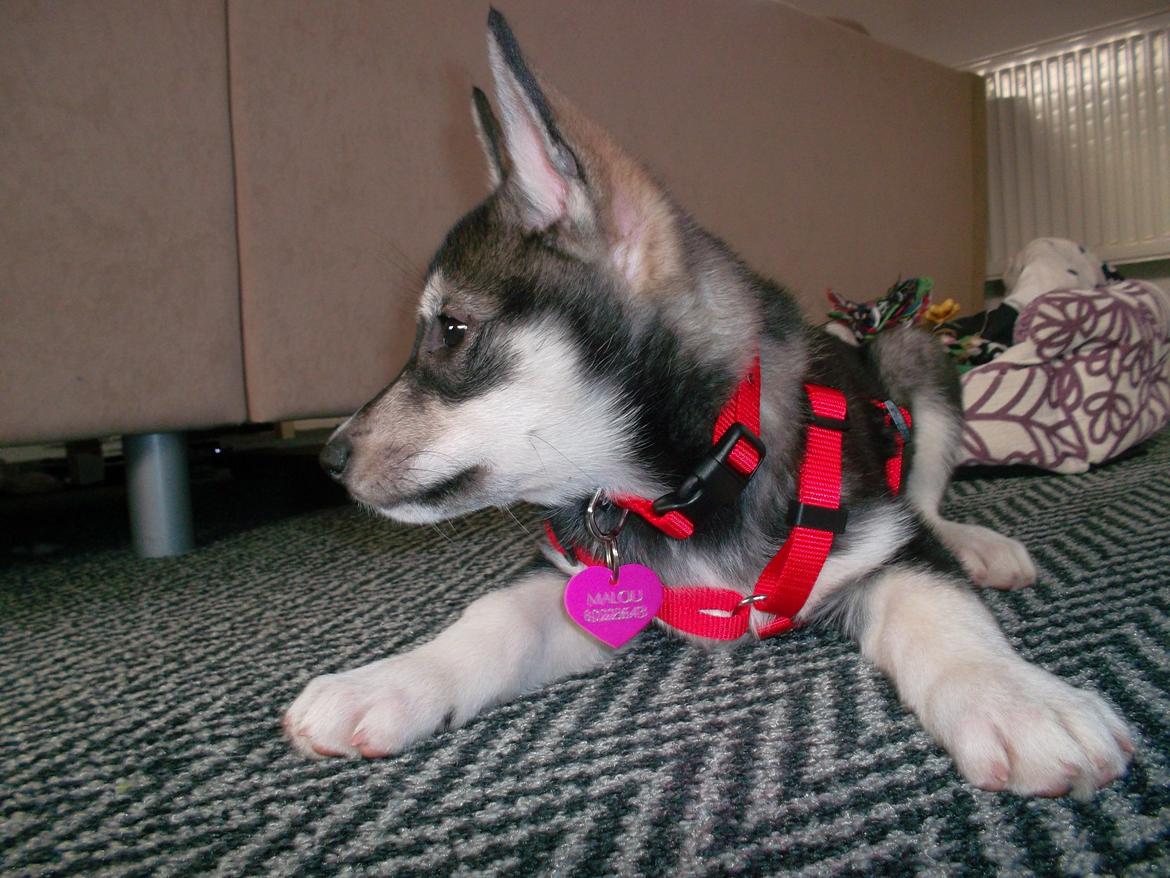 Siberian husky Malou billede 5