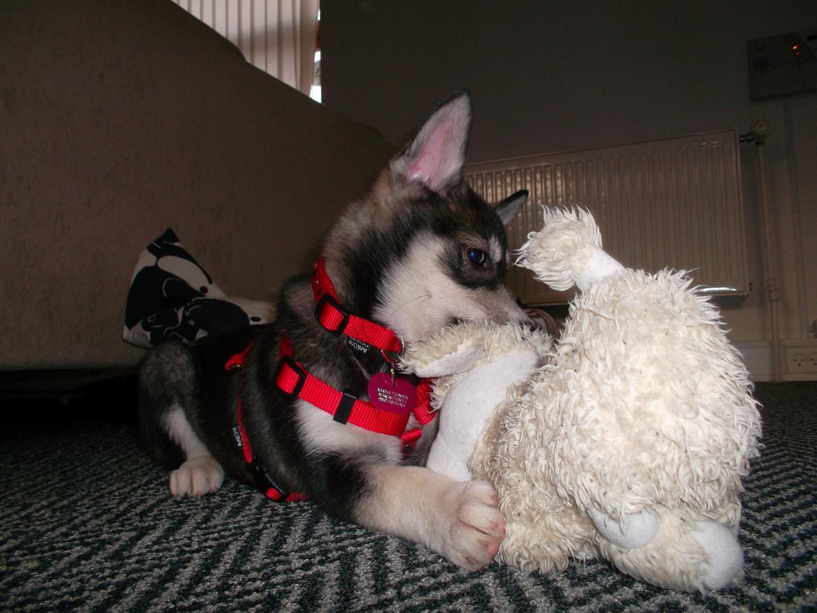 Siberian husky Malou billede 6