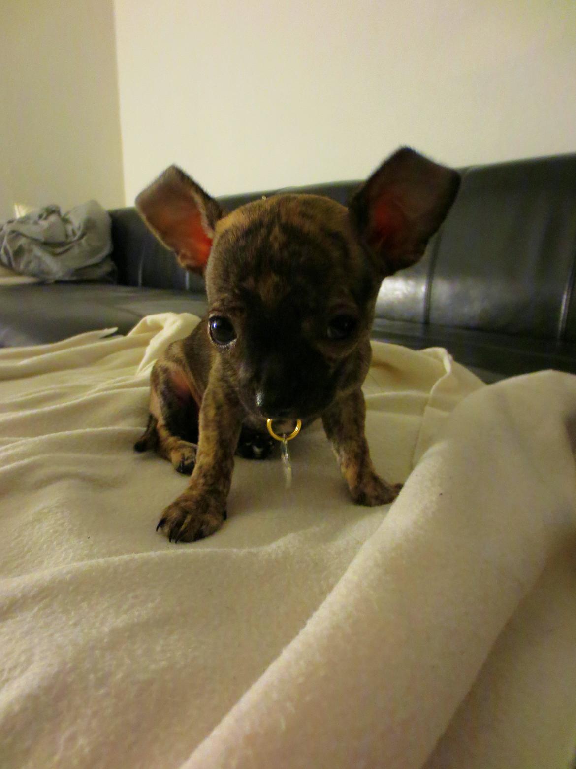 Chihuahua Kenai billede 20