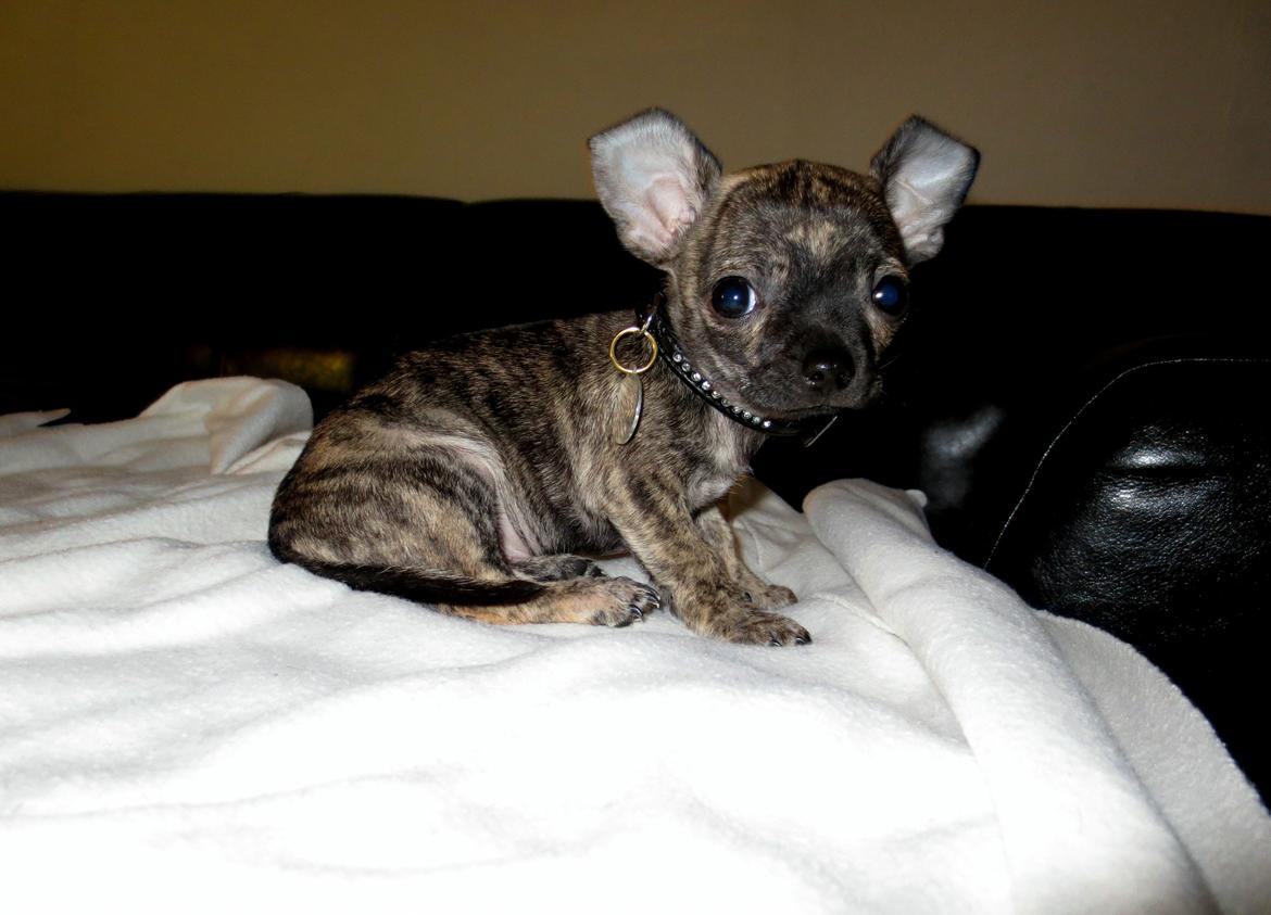 Chihuahua Kenai billede 19