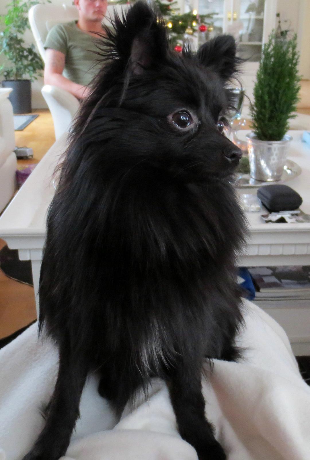 Pomeranian Louis billede 9