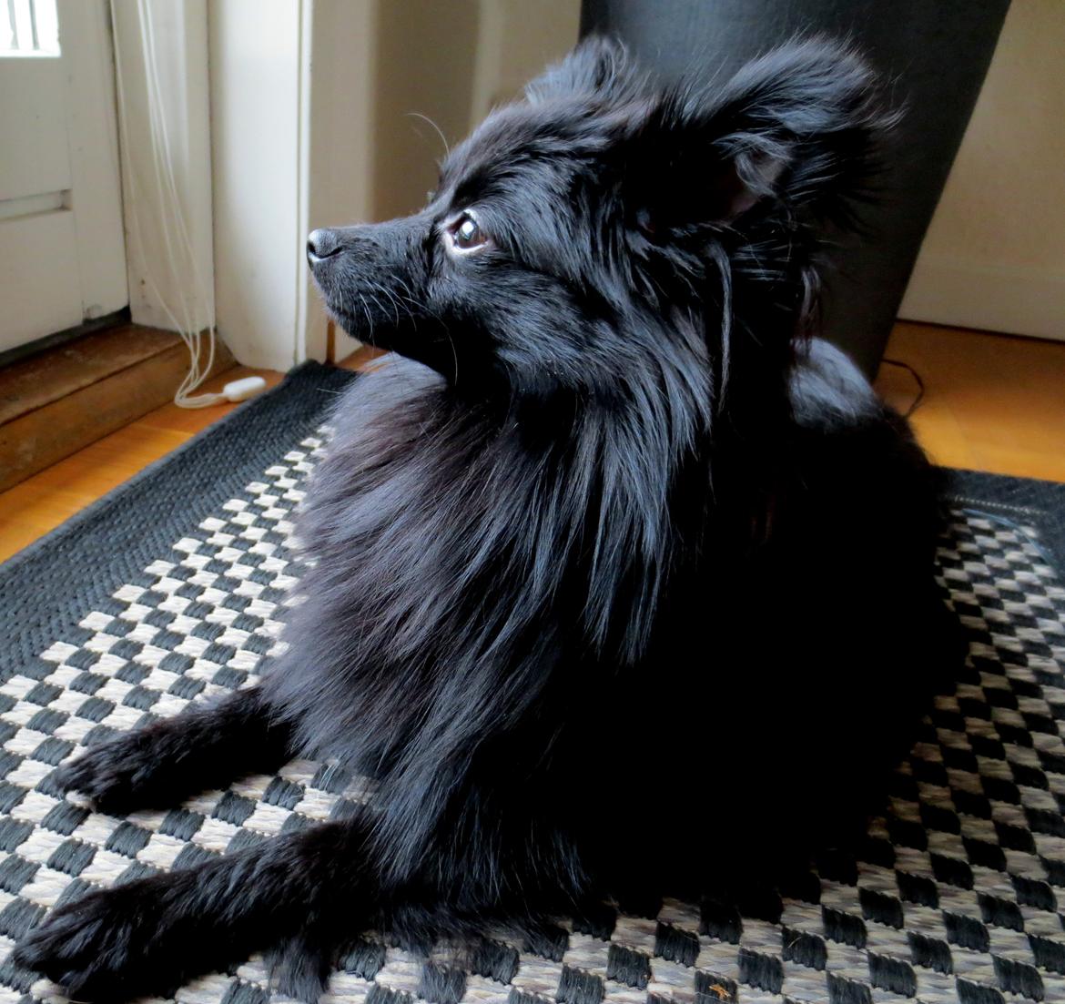 Pomeranian Louis billede 3