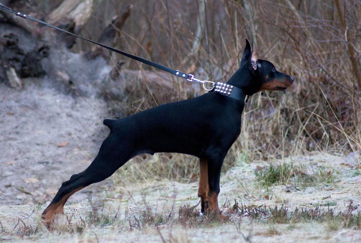 Dobermann Izrafel Napoleon Nacholious - 18 uger billede 6