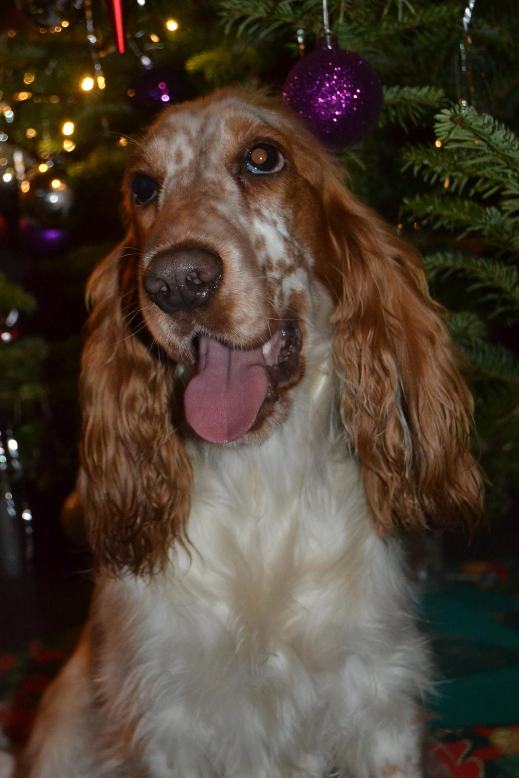 Cocker spaniel Althea billede 1