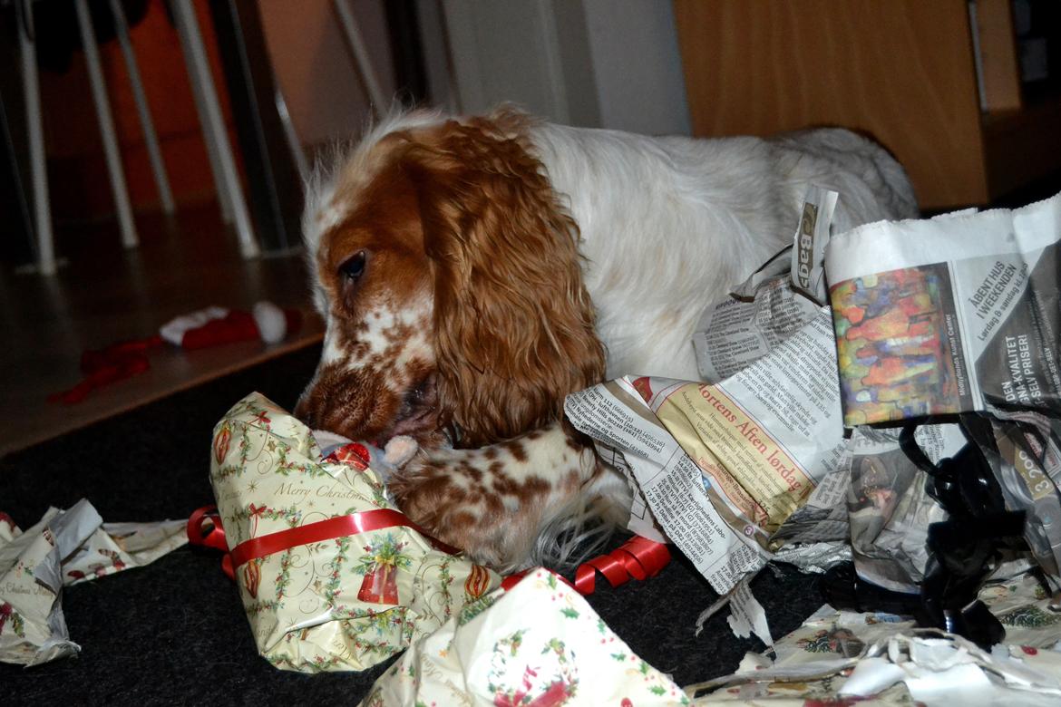 Cocker spaniel Althea billede 16