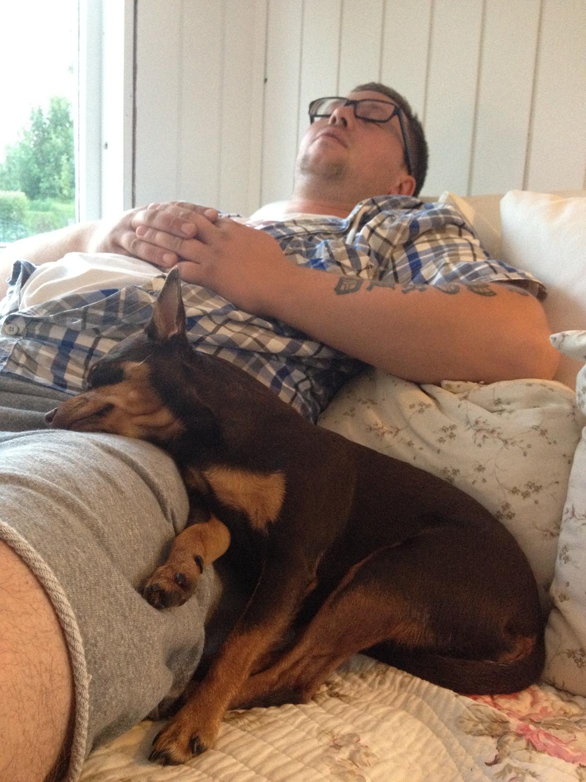 Blanding af racer Muffin - Muffin elsker at putte med Far (og han med hende) billede 3