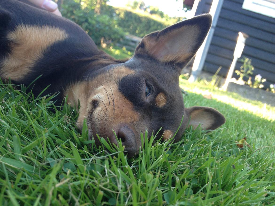Blanding af racer Muffin - Mobber nyder en dejlig sommerdag i haven, hun Æææælsker sol og sommer.. billede 4