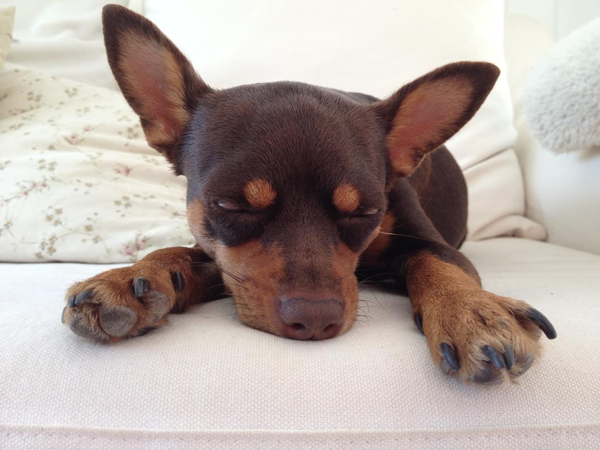 Blanding af racer Muffin - Skøønt med en lille morfar på sofaen.. billede 5