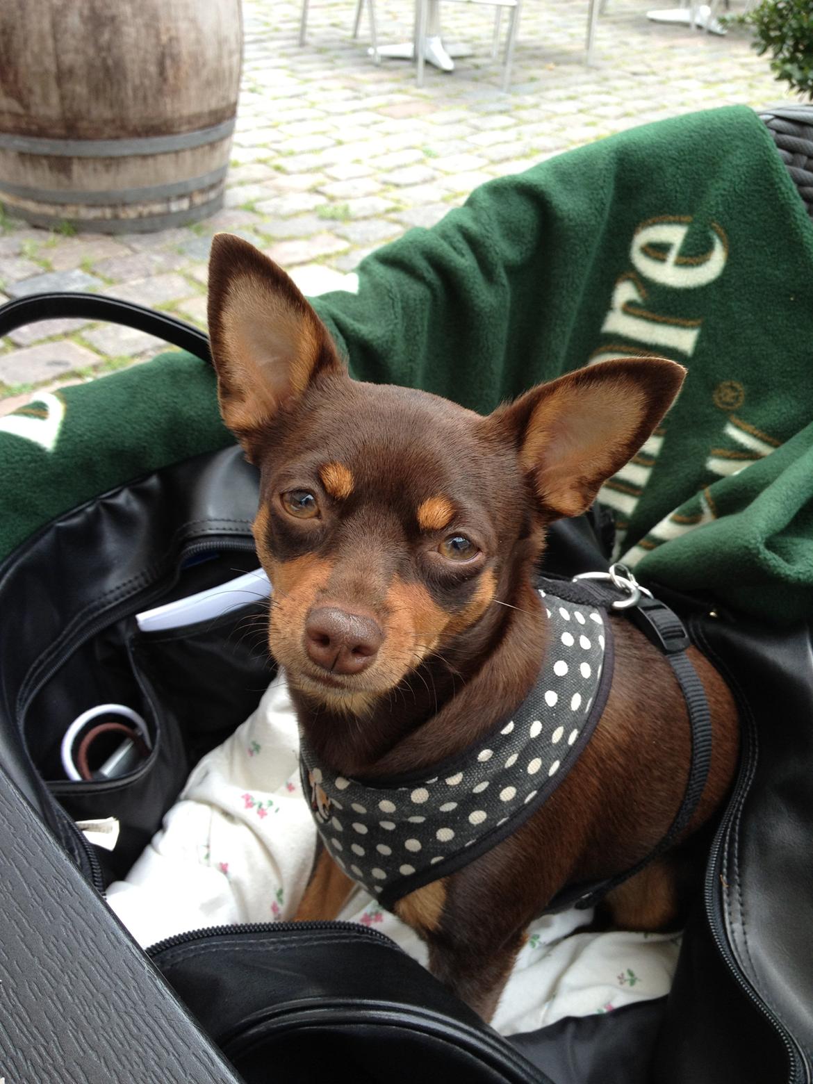 Blanding af racer Muffin - Prinsessen og familie på cafe på Vesterbro. billede 2