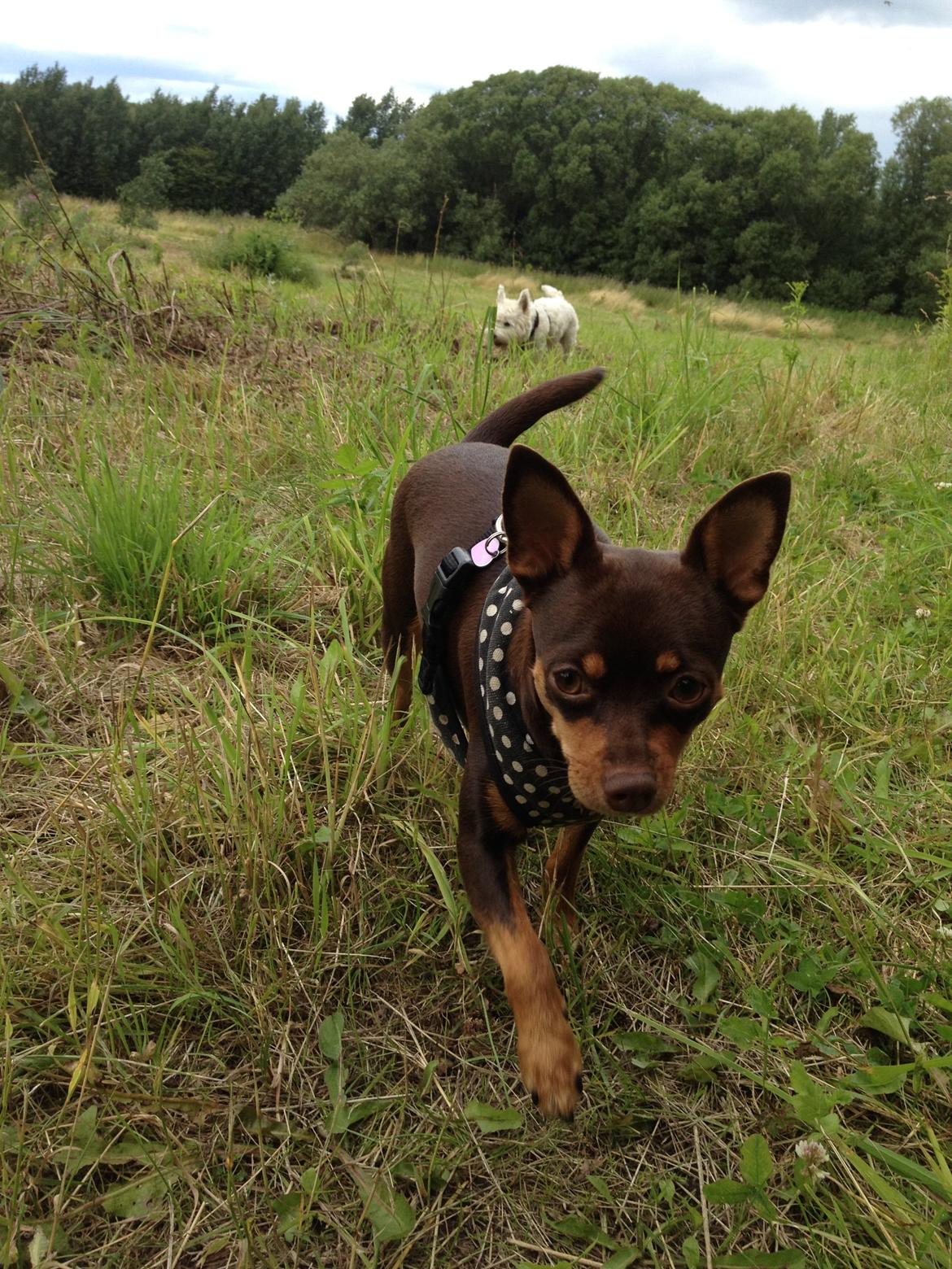 Blanding af racer Muffin - Muffin og bedste veninde Fiona på snullertur. billede 6