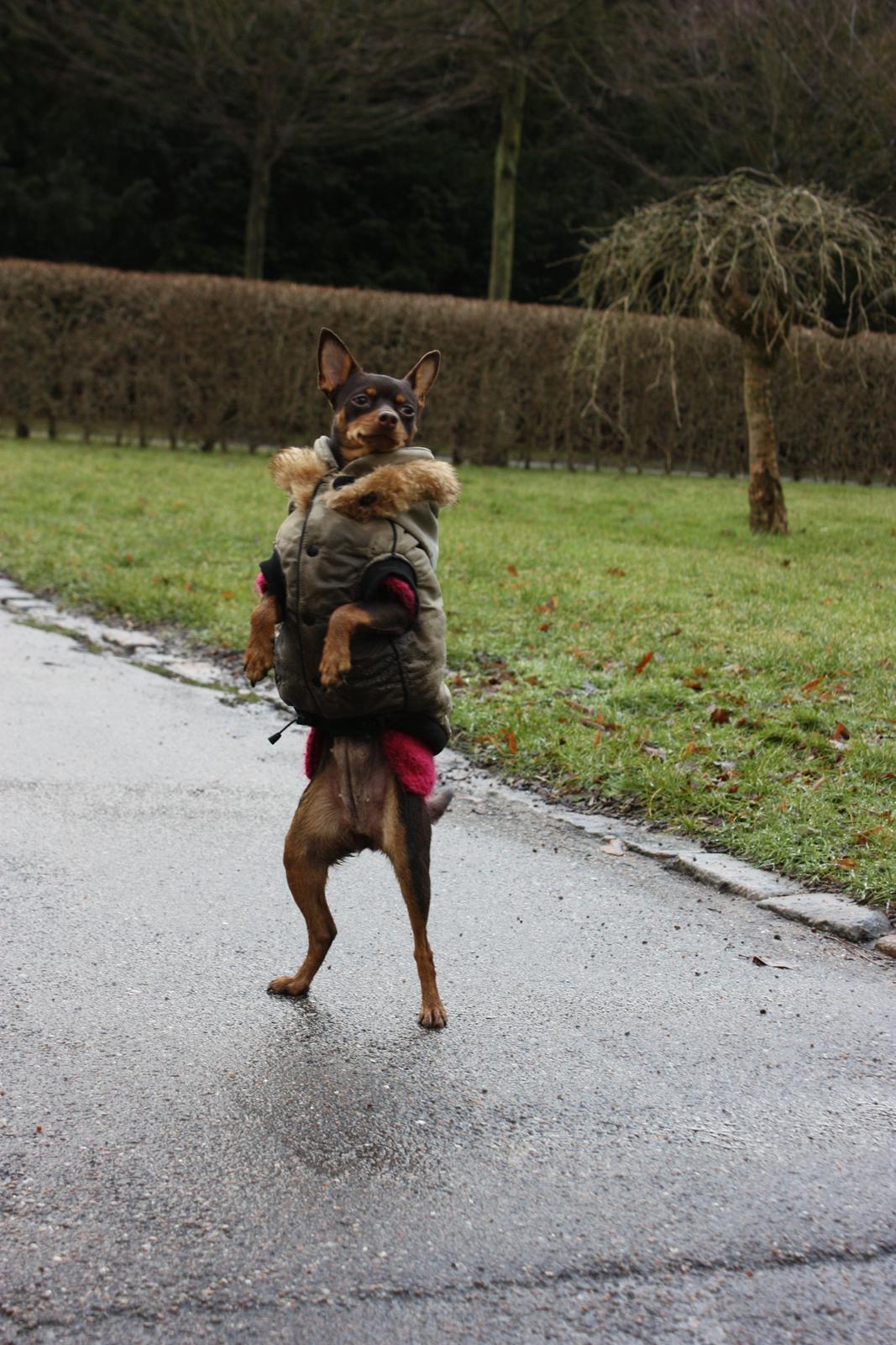 Blanding af racer Muffin - I'm Dancing in the Rain. billede 7