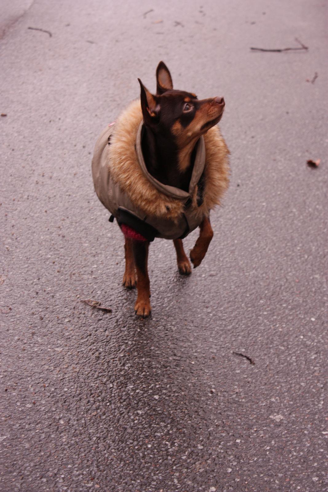 Blanding af racer Muffin billede 8