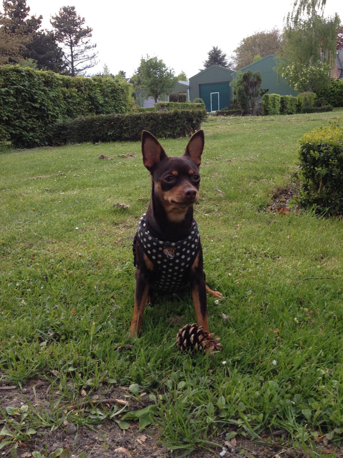 Blanding af racer Muffin - En meget bevogtende Mobber, der er ingen der skal ta hendes grandkogle, og slet ikke alle de frække egern der render rundt i parken ;) billede 9