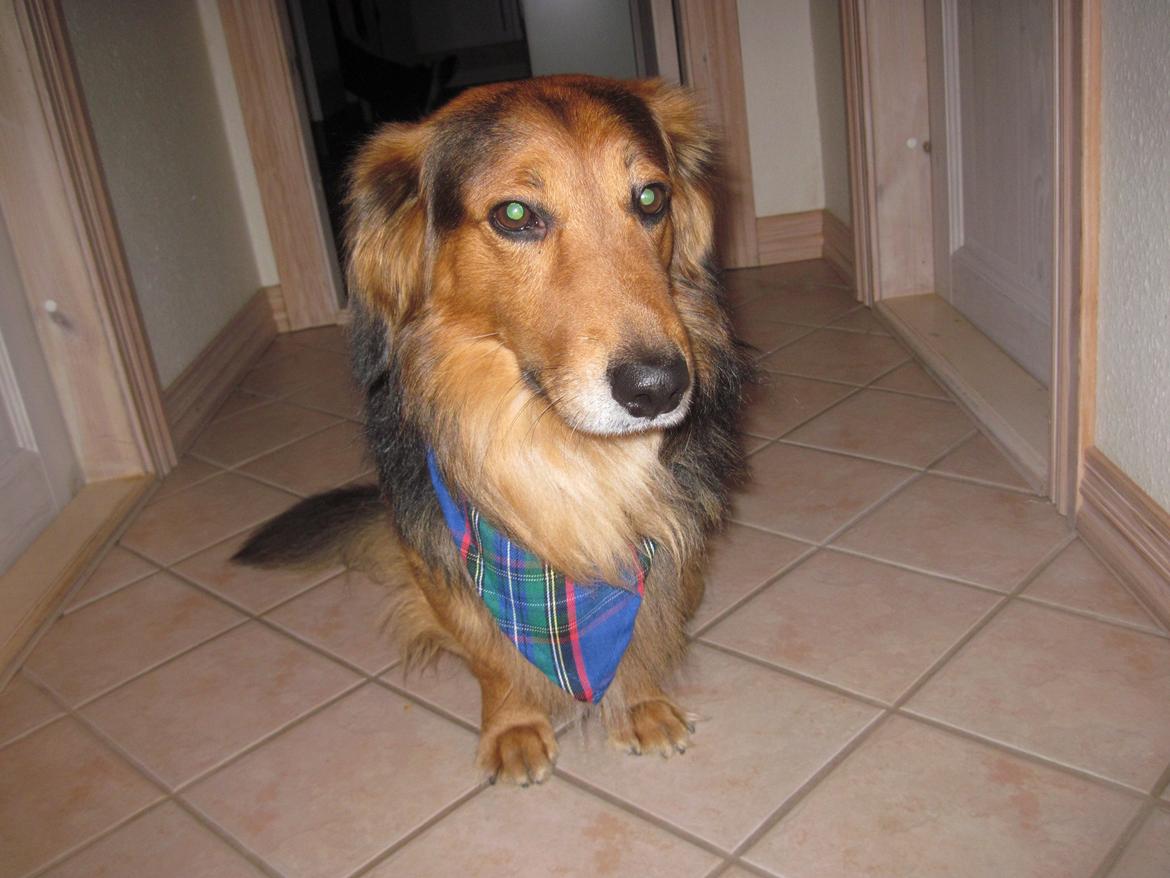 Blanding af racer †Baloo<3† Hvil i fred min ven.† - Fin med tørklæde<3 billede 13